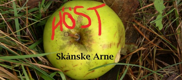 Höst på Kafé K_Skånske Arne