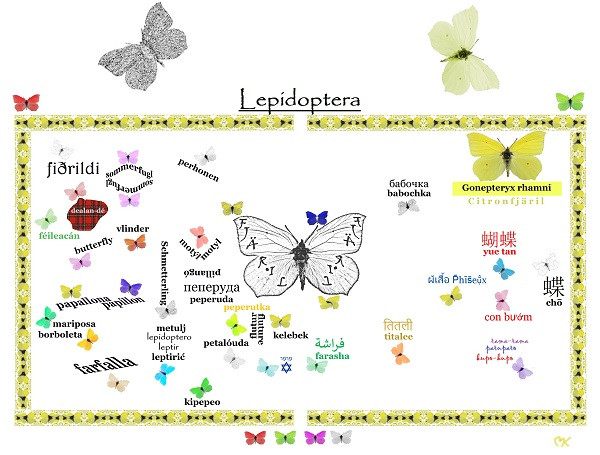 Lepidoptera_sign_600